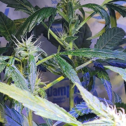 RoMelly growlog timeline photo