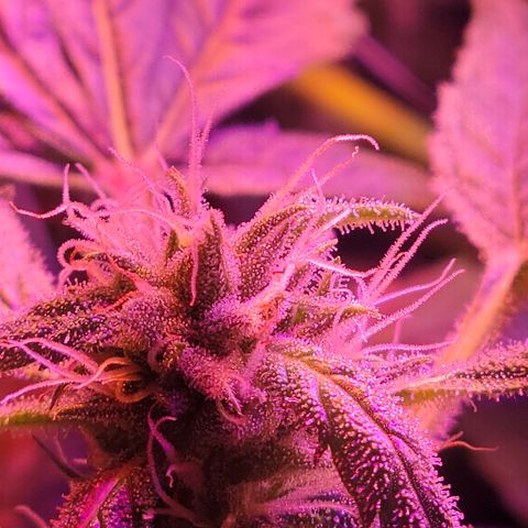 RoMelly growlog timeline photo