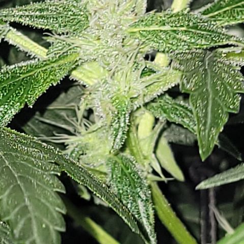 RoMelly growlog timeline photo