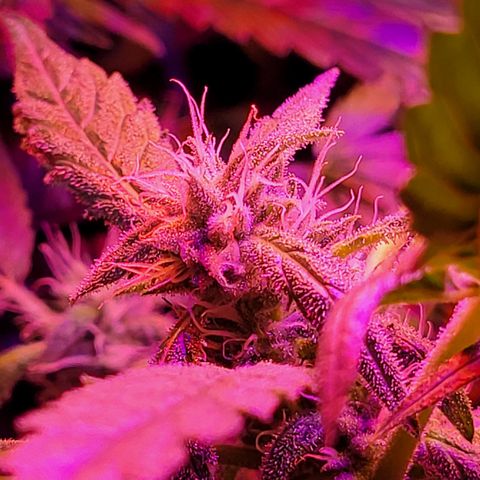 RoMelly growlog timeline photo