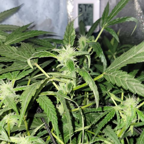 RoMelly growlog timeline photo
