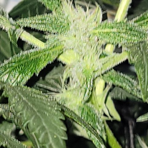 RoMelly growlog timeline photo