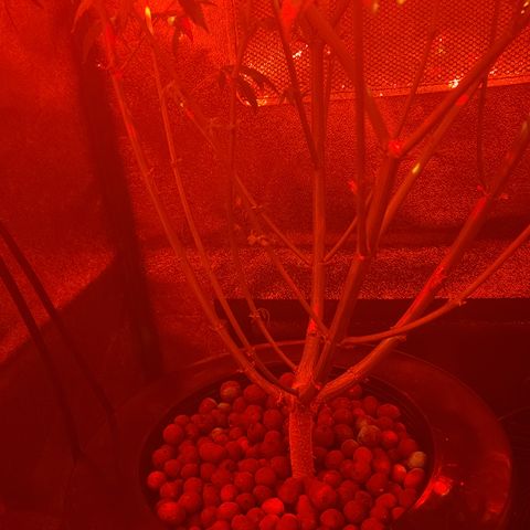 RoMelly growlog timeline photo