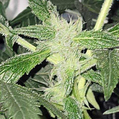 RoMelly growlog timeline photo