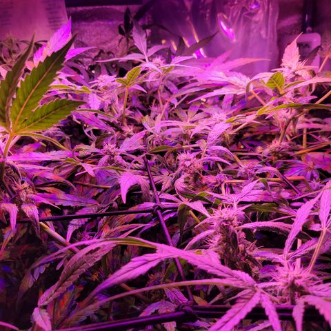 RoMelly growlog timeline photo