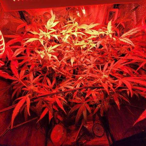 RoMelly growlog timeline photo
