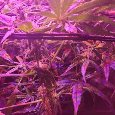RoMelly growlog timeline photo