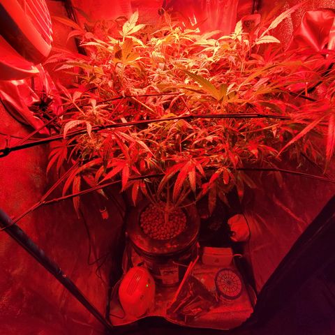 RoMelly growlog timeline photo