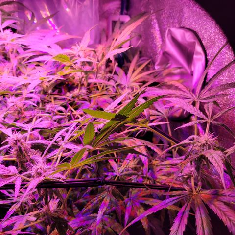 RoMelly growlog timeline photo