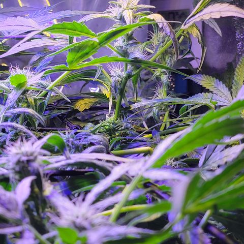 RoMelly growlog timeline photo