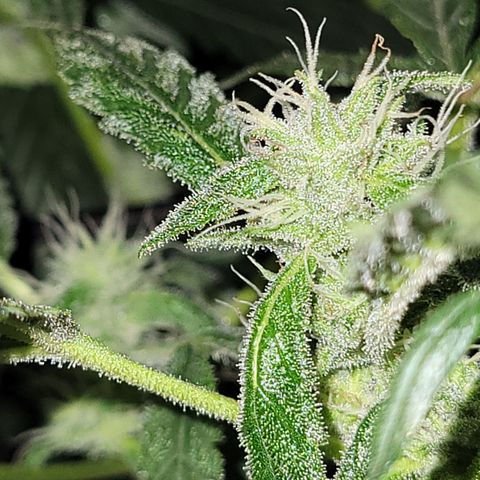 RoMelly growlog timeline photo
