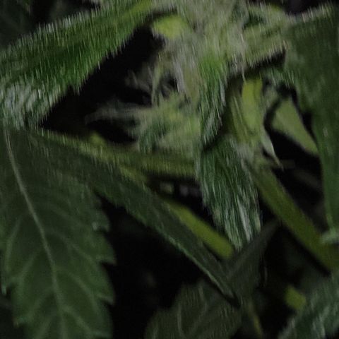RoMelly growlog timeline photo