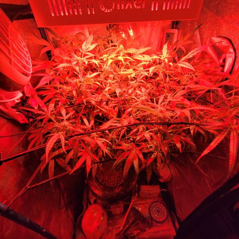 RoMelly growlog timeline photo