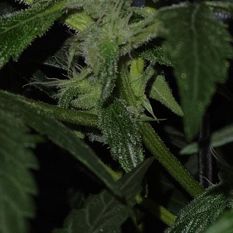 RoMelly growlog timeline photo