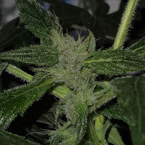 RoMelly growlog timeline photo