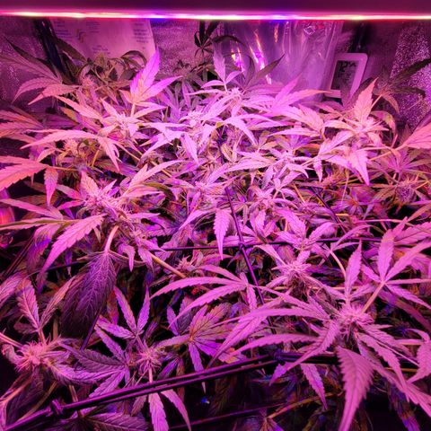 RoMelly growlog timeline photo