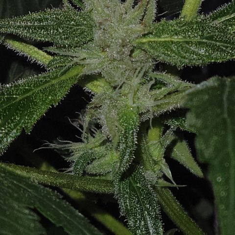RoMelly growlog timeline photo