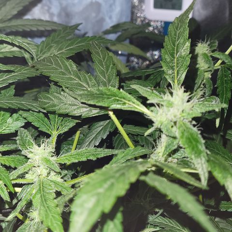 RoMelly growlog timeline photo