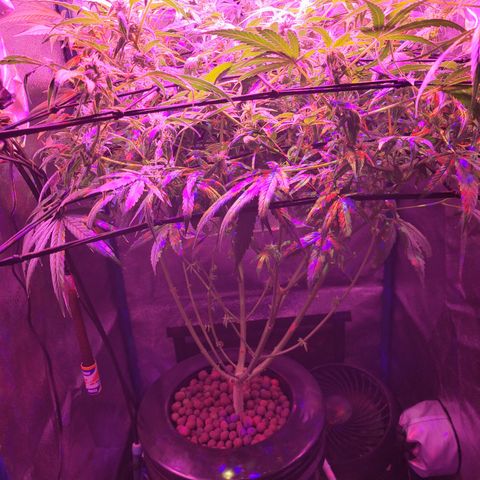 RoMelly growlog timeline photo