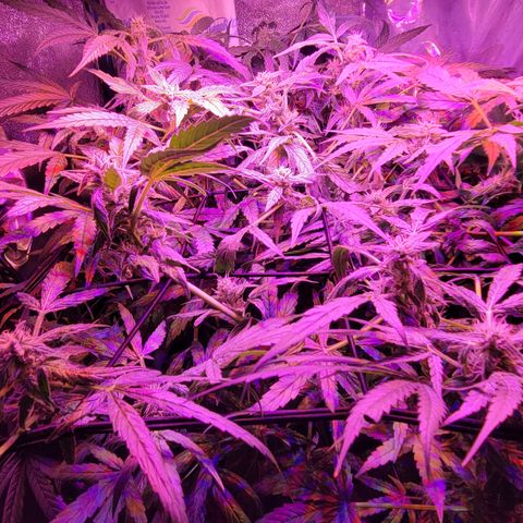 RoMelly growlog timeline photo