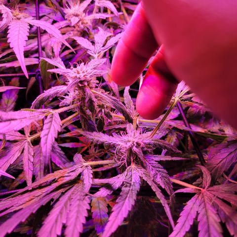 RoMelly growlog timeline photo