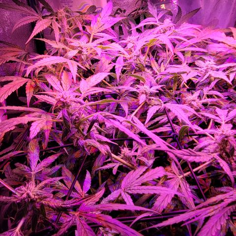 RoMelly growlog timeline photo