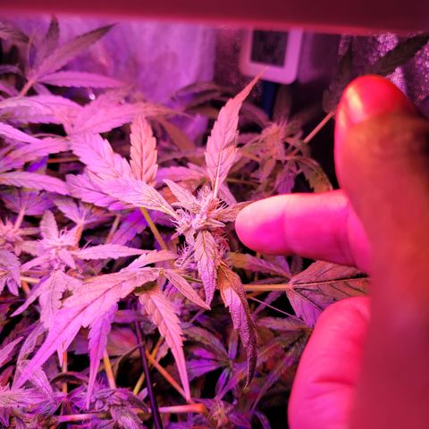 RoMelly growlog timeline photo