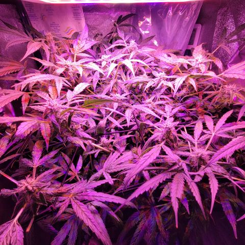 RoMelly growlog timeline photo