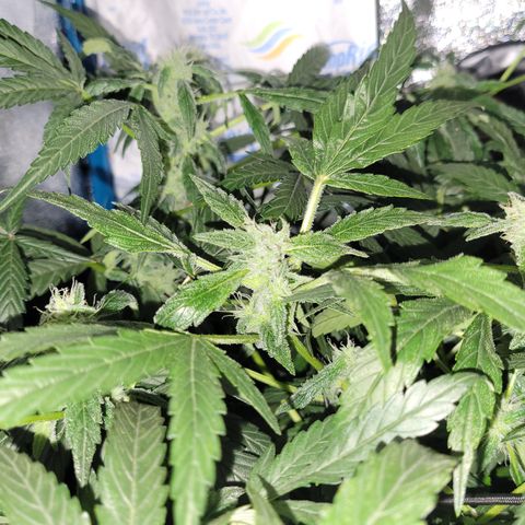 RoMelly growlog timeline photo
