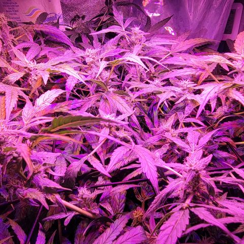 RoMelly growlog timeline photo