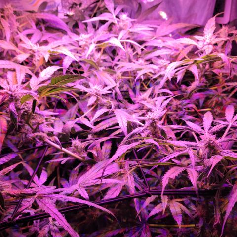 RoMelly growlog timeline photo