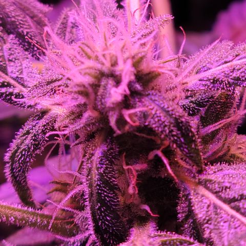 RoMelly growlog timeline photo