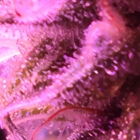 RoMelly growlog timeline photo
