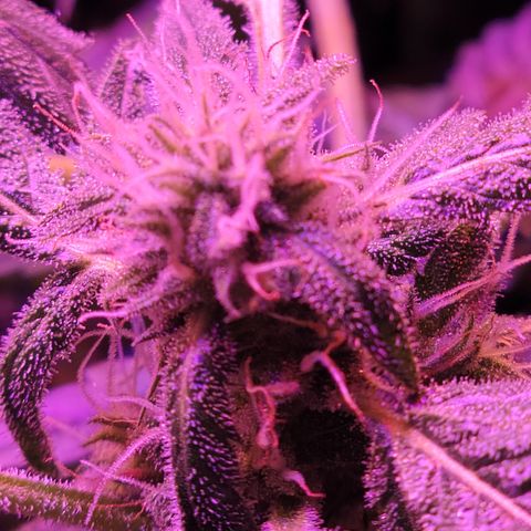 RoMelly growlog timeline photo