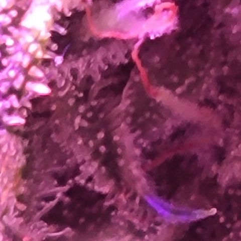 RoMelly growlog timeline photo
