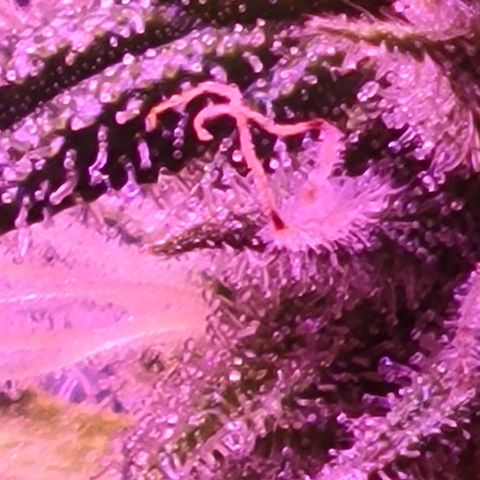 RoMelly growlog timeline photo