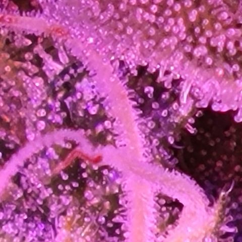 RoMelly growlog timeline photo