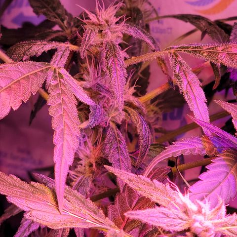 RoMelly growlog timeline photo