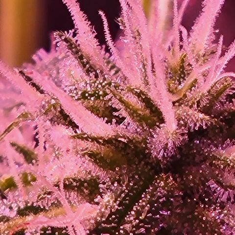 RoMelly growlog timeline photo