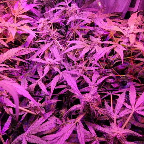 RoMelly growlog timeline photo