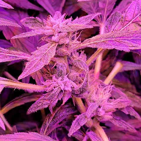 RoMelly growlog timeline photo