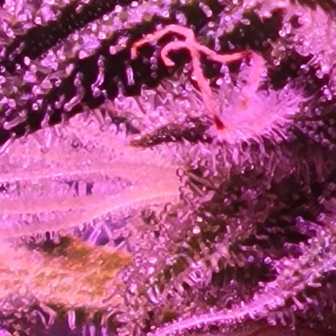RoMelly growlog timeline photo