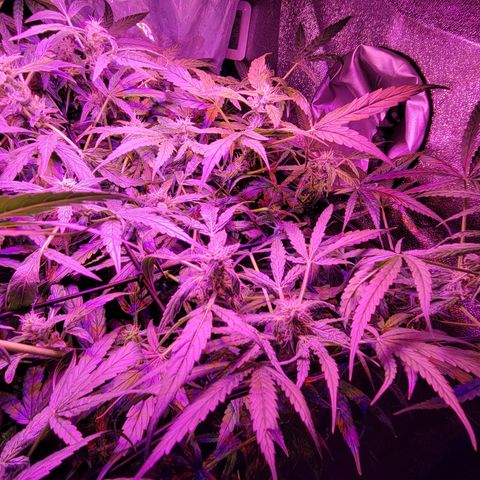 RoMelly growlog timeline photo