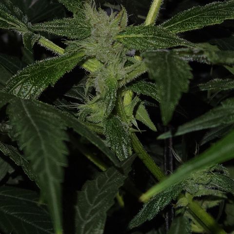 RoMelly growlog timeline photo