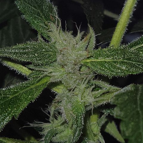 RoMelly growlog timeline photo