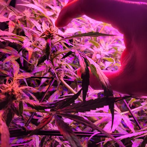 RoMelly growlog timeline photo