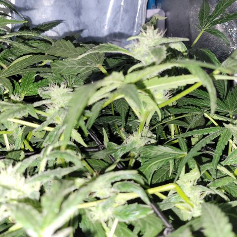 RoMelly growlog timeline photo