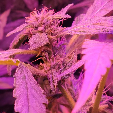 RoMelly growlog timeline photo