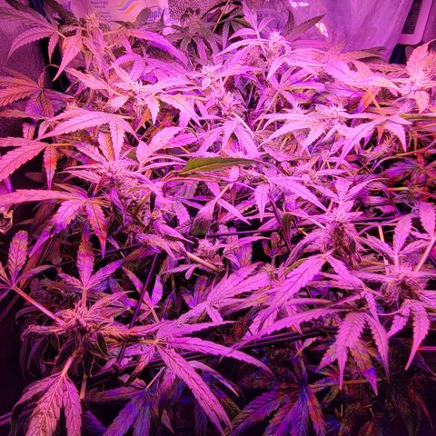 RoMelly growlog timeline photo