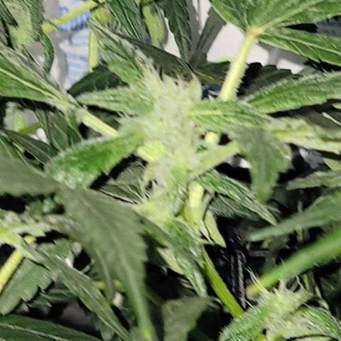 RoMelly growlog timeline photo